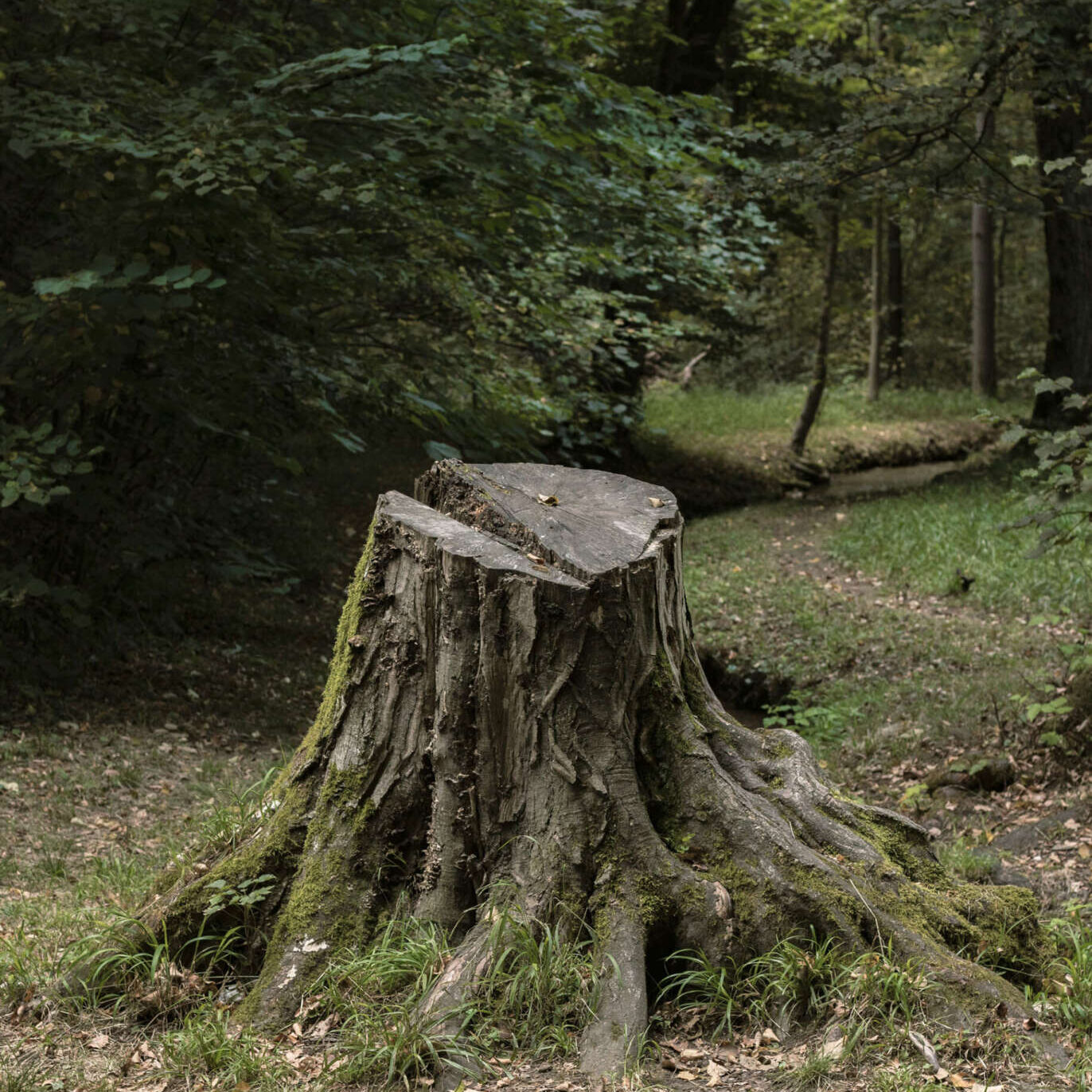 stump-grinding-scaled stump-grinding-scaled